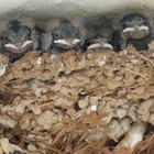 Picture for song 'Aka Mojo' by artist 'Spfland'