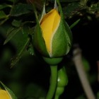 Picture for song 'A new day' by artist 'Spfland'