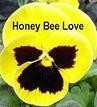 Picture for song 'HONEY BEE LOVE - Country Novelty' by artist 'Spud Martin sample'