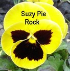 Picture for song 'SUZY PIE ROCK - Artist: Larry LaVey' by artist 'Spud Martin sample'