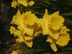 Picture for song ''Fly Little Butterfly, Fly'' by artist 'stephanie a'