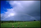 Picture for song 'OVER THE RAINBOW' by artist 'STEVE RICHARDS'