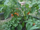 Picture for song 'Habanero Hangover' by artist 'Stu Miller'