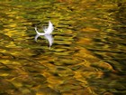 Picture for song 'Floating' by artist 'Stumuzik'
