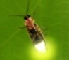 Picture for song 'Be My Firefly' by artist 'Subgrounder'