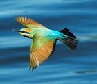 Picture for song 'KINGFISHERS CATCH FIRE' by artist 'Symphonic Band Performances'