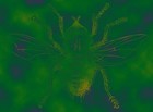 Picture for song 'Stranger Fly with Tentacles' by artist 'Tenticular Genocide (US)'