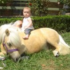 Picture for song 'Not all Ice Cream and Pony Rides' by artist 'The Electric Cow Bell Project'