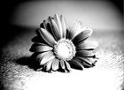 Picture for song 'Leanne' by artist 'The Feldons'