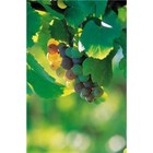 Picture for song '20 Robert Evans - I Am The Vine -- John 15.5.mp3' by artist 'The Living Word'