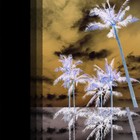 Picture for song 'After the Fall' by artist 'The Markdanyells'