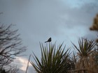 Picture for song 'Phainopepla's Dance (Part 1)' by artist 'The Marmot Band'