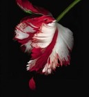 Picture for song 'Don't Walk Away' by artist 'The Mending Seed'