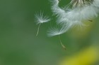 Picture for song 'Fly' by artist 'thePatman'