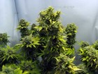 Picture for song 'Dat Kush-Dertmouth,Homisyde,& The Scrubb' by artist 'THE SCRUBB'