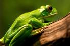Picture for song 'Little Green Frog' by artist 'The Vieve'
