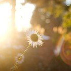 Picture for song ''Even the Sun is On Our Side'' by artist 'Tim Green'