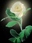 Picture for song 'Volverte A Tener' by artist 'TOPO'