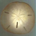 Picture for song 'Signs of the Times' by artist 'Turquoise Rose'