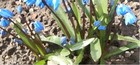 Picture for song 'So early blooming hyacinths' by artist 'varvara.jdanova'