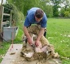 Picture for song 'Shearing Sheep Today' by artist 'Verne Garrison (aka Lake Fork Verne)'