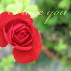 Picture for song 'THE ROSE' by artist 'Wayne Pascall Acappella'