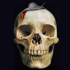 Picture for song 'Outta My Head' by artist 'WHEN SNAILS ATTACK'