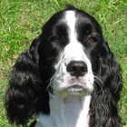 Picture for song 'Frisbee Dog' by artist 'wiggymusic'