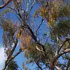 Picture for song 'Reconciliation Dreaming' by artist 'wyldwyverne'