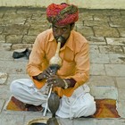 Picture for song 'Snakecharmer' by artist 'Yohannisberg'