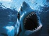 Picture for song 'shark attack' by artist 'young kayda'
