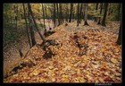 Picture for song 'Autumn leaves' by artist 'Zedricrapper'