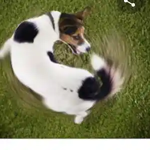 Picture for song 'Dog_Chase' by artist 'Cecilialove'