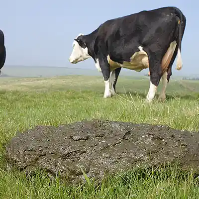 Picture for song 'Bullshnickel pt 2 2025' by artist 's9undV1ZNZ K 0 D 3 7'