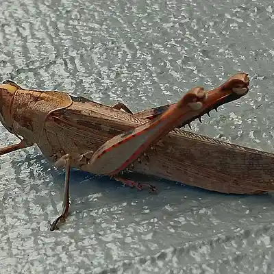 Picture for song 'The Grasshopper' by artist 'Pete Moss and the Weed Wackers'