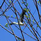 Picture for song 'A prelude to Spring' by artist 'The Serendipitous Cacophonies'