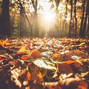 Picture for song 'Fall 2018' by artist 'Jammer59'