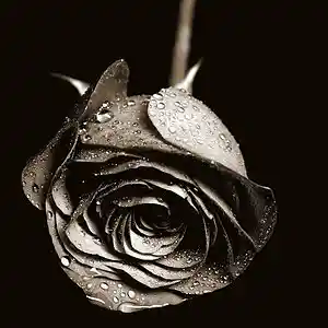 Picture for song 'Bullets for the valentine' by artist 'mikkniko'