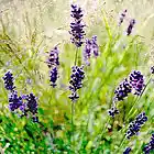 Picture for song 'Lilac (The Bluff)' by artist 'Richele Kuhlmann'