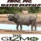 Picture for song 'Frog, Pig, Waterbuffalo' by artist 'This Gizmo'