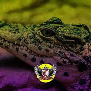 Picture for song 'ALLIGATOR (Hyperpop Type Beat)' by artist 'Chorderline'