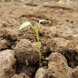 Picture for song 'One Small Seed (feat. Aira Winterland)' by artist 'Round The Globe'