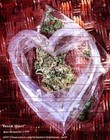 Picture for song 'Love You Mary Jane {REMIX}' by artist '805 KLIK'