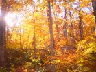 Picture for song 'Autumnal III' by artist 'Ajna'