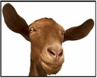 Picture for song 'crazy goat' by artist 'puinhoop'