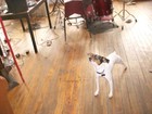 Picture for song 'he thinks he's peoples' by artist 'Autonomous Anonymous'