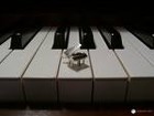 Picture for song 'Celtic Theme (PIANO)' by artist 'Barney McAll'