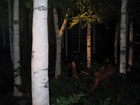Picture for song 'Garden of Little White Lies' by artist 'Beth Williams'