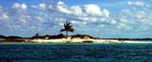 Picture for song 'Lone Palm Tree' by artist 'Blue Island Beer Club'