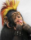 Picture for song 'Cluster Funk7' by artist 'BluNasty'